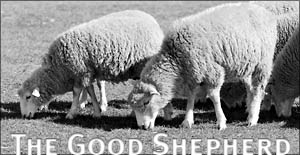 Baa! The Good Shepherd